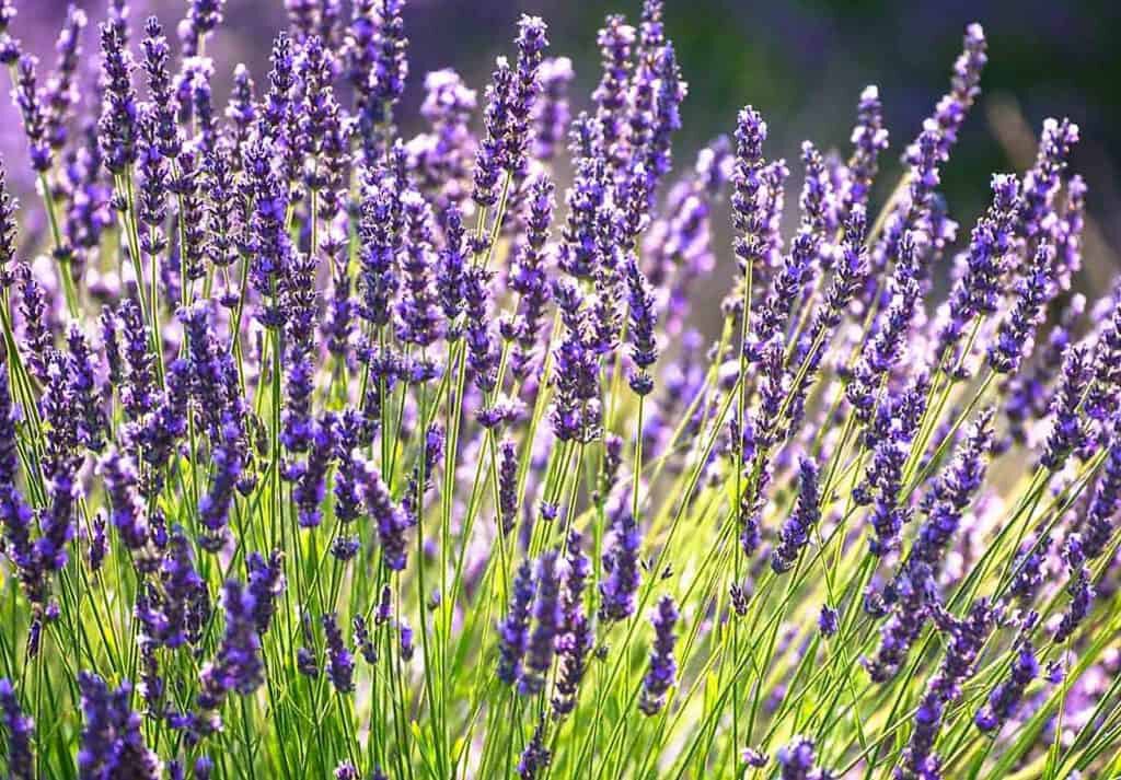 Lavanda en verano